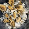 golden teacher shrooms