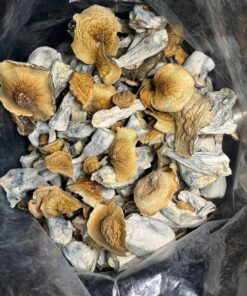 golden teacher shrooms