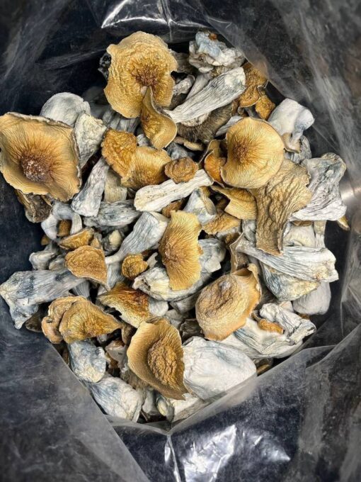 golden teacher shrooms