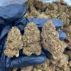 Black Mamba Strain is great