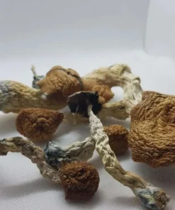 Amazonian mushroom strain with large, golden-brown caps”