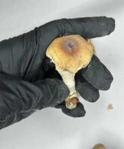 albino penis envy mushrooms