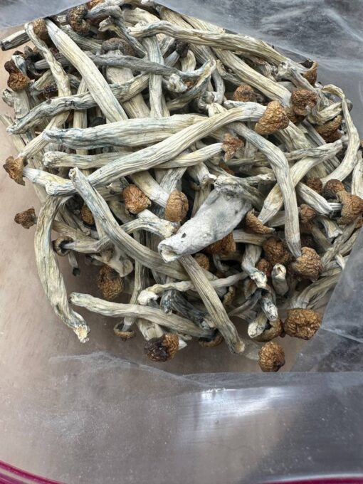 Magic Mushrooms at best prices .don't miss out