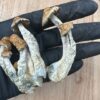 hillbilly mushrooms for sale near me