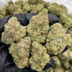 Buy Rocket Fuel Strain Online | Trappy Exotics Menu –premium