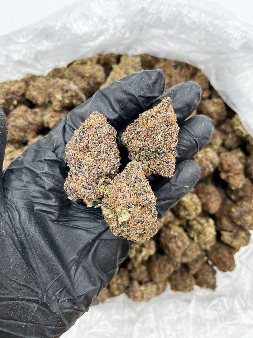 blue-lobster-weed-trichomes-thc-potency blue-lobster-weed-trichomes-thc-potency